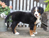 AKC Registered Bernese Mountain Dog For Sale Millersburg, OH Female- Susie