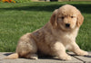 AKC Registered Golden Retriever For Sale Millersburg OH Female-Patty