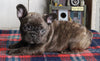 AKC Registered French Bulldog For Sale Millersburg OH Male-Rocky