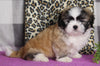 ACA Registered Shih Tzu For Sale Millersburg OH Male-Clifford-Currently House Training!