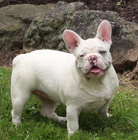 AKC Registered French Bulldog For Sale Millersburg OH -Female Snow