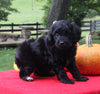 Mini Aussiedoodle For Sale Sugarcreek OH Female-Bella
