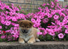AKC Registered Shiba Inu For Sale Millersburg OH Male-Gabe