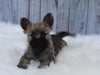 AKC Registered Cairn Terrier For Sale Millersburg OH Female-Allison