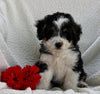 Mini Bernedoodle For Sale Applecreek OH Female-Lexi