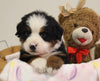 AKC Registered Bernese Mountain Dog For Sale Brinkhaven OH Female-Agnes