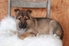 German Shepherd For Sale Danville, OH Female- Bailey