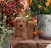 Goldendoodle For Sale Sugarcreek OH Female-Gracie