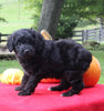 Mini Aussiedoodle For Sale Sugarcreek OH Female-Bella