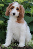 Medium F1BB Goldendoodle For Sale Millersburg OH Female-Dollie