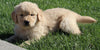 AKC Registered Golden Retriever For Sale Millersburg OH Male-Pablo