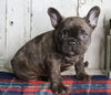 AKC Registered French Bulldog For Sale Millersburg OH Male-Rocky