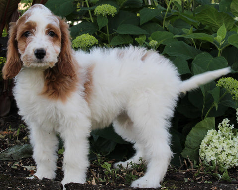 Medium F1BB Goldendoodle For Sale Millersburg OH Female-Dollie