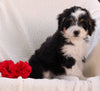 Mini Bernedoodle For Sale Applecreek OH Female-Lexi