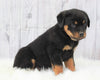AKC Registered Rottweiler For Sale Millersburg, OH Male- Sparky