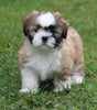 ACA Registered Shih Tzu For Sale Millersburg OH Male-Wrangler-Currently House Training!