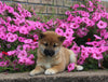 AKC Registered Shiba Inu For Sale Millersburg OH Female-Gypsy