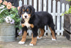 AKC Registered Bernese Mountain Dog For Sale Millersburg, OH Female- Sally