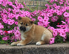 AKC Registered Shiba Inu For Sale Millersburg OH Female-Gypsy