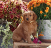 Goldendoodle For Sale Sugarcreek OH Female-Gracie