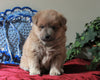 Pomeranian Mix For Sale Holmesville, OH Female- Frosty