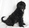 Mini Goldendoodle For Sale Sugarcreek OH Female-Roxie