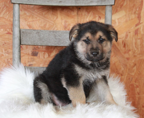 German Shepherd For Sale Danville, OH Male- Bandit