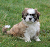ACA Registered Shih Tzu For Sale Millersburg OH Male-Wrangler-Currently House Training!