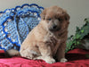 Pomeranian Mix For Sale Holmesville, OH Female- Frosty