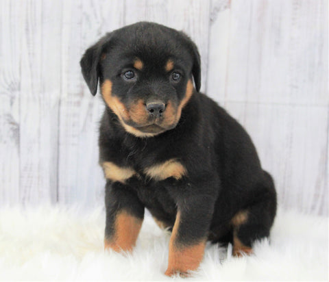 AKC Registered Rottweiler For Sale Millersburg, OH Male- Sparky