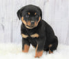 AKC Registered Rottweiler For Sale Millersburg, OH Male- Sparky