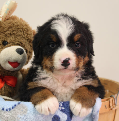 AKC Registered Bernese Mountain Dog For Sale Brinkhaven OH Male-Alex