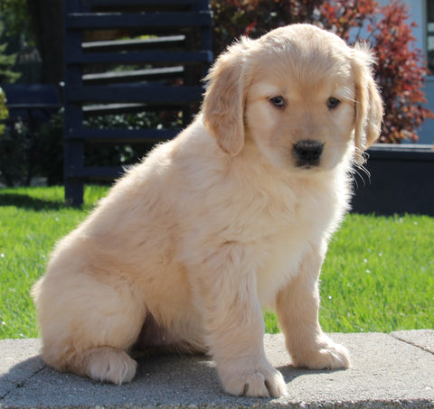 AKC Registered Golden Retriever For Sale Millersburg OH Female-Paige