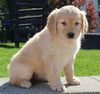 AKC Registered Golden Retriever For Sale Millersburg OH Female-Paige