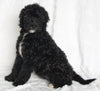 Mini Goldendoodle For Sale Sugarcreek OH Female-Roxie