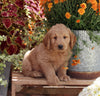 Goldendoodle For Sale Sugarcreek OH Male-Conner