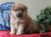 Pomeranian Mix For Sale Holmesville, OH Female- Frosty