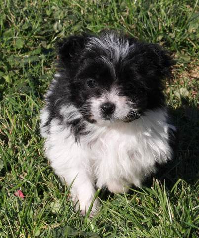 Pompoo For Sale Holmesville OH Male-Lucky
