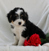 Mini Bernedoodle For Sale Applecreek OH Female-Lexi