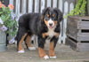 AKC Registered Bernese Mountain Dog For Sale Millersburg, OH Female- Sally