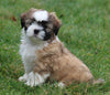 ACA Registered Shih Tzu For Sale Millersburg OH Male-Wrangler-Currently House Training!