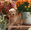 Goldendoodle For Sale Sugarcreek OH Male-Conner
