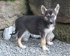German Shephard/Siberian Husky For Sale Millersburg OH Female-Joy