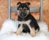 German Shepherd For Sale Danville, OH Female- Angel