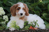 Medium F1BB Goldendoodle For Sale Millersburg OH Female-Dollie