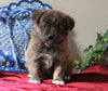 Pomeranian Mix For Sale Holmesvile, OH Female- Twix