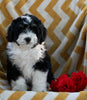 Mini Bernedoodle For Sale Applecreek OH Female-Janae