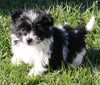 Pompoo For Sale Holmesville OH Male-Lucky