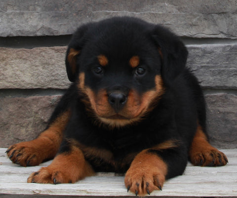 Rottweiler For Sale Fredericksburg OH -Female Maggie
