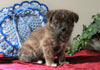 Pomeranian Mix For Sale Holmesvile, OH Female- Twix